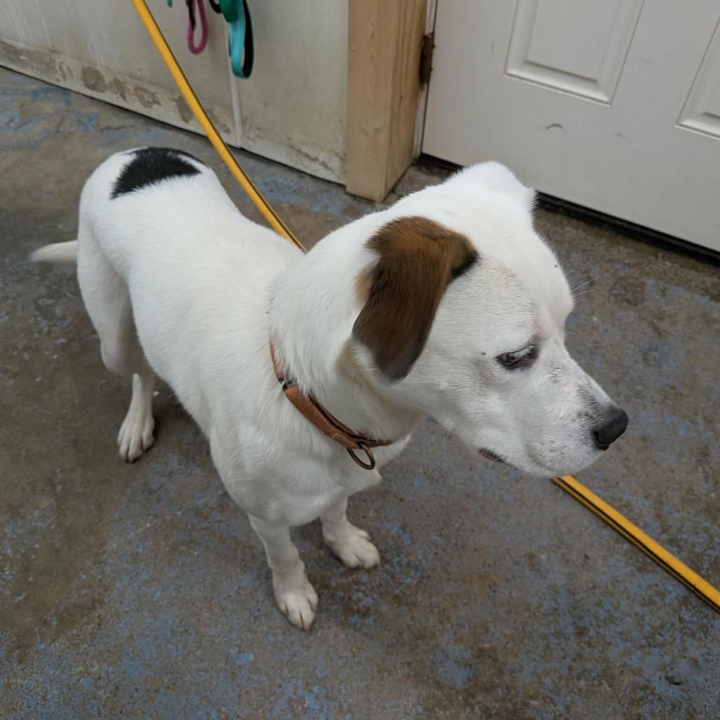 Enlarge Indy, a Adoptable mixed breed in Greenville, PA image 6/6