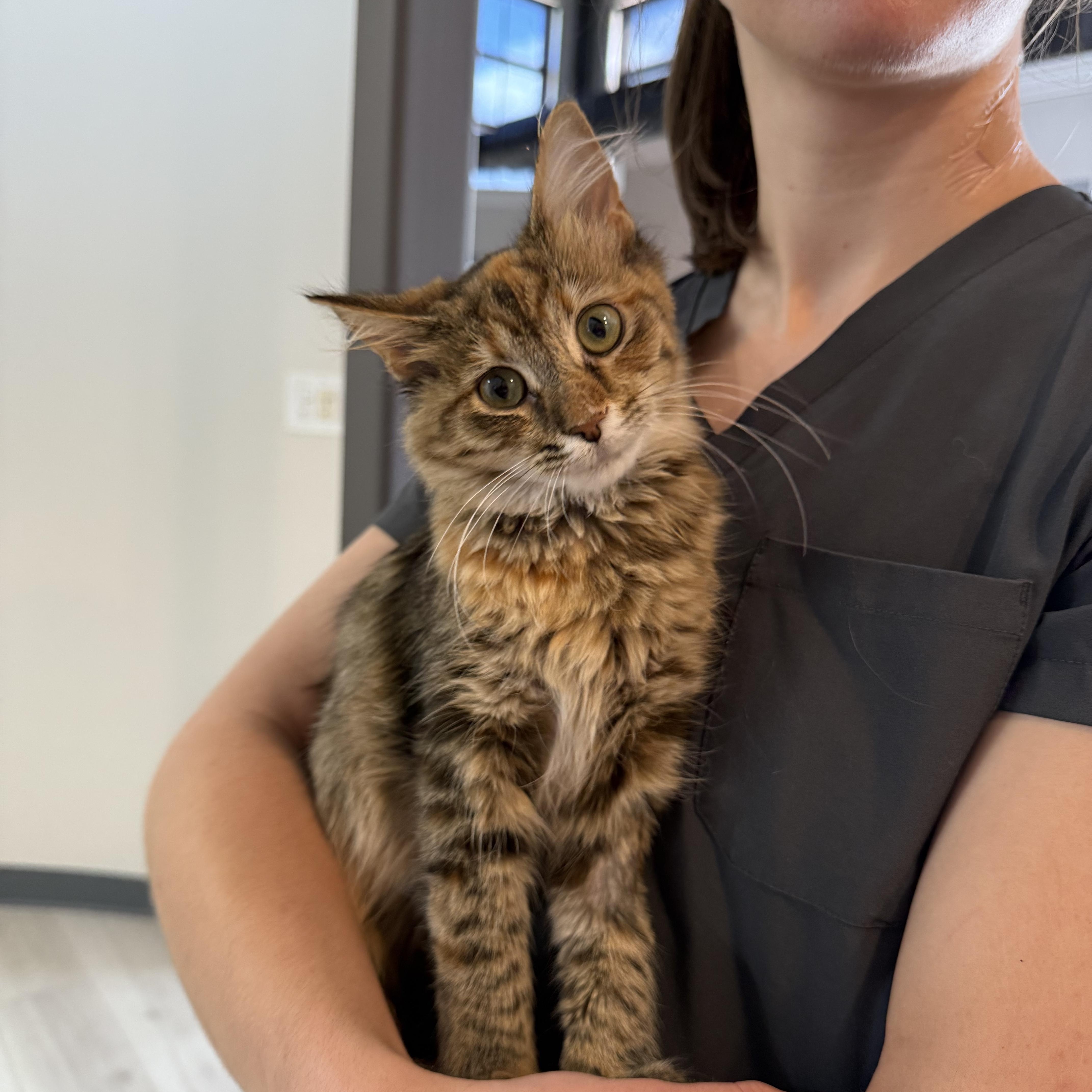 Judy, a Adoptable Domestic Medium Hair in Chicago, IL image 2/3