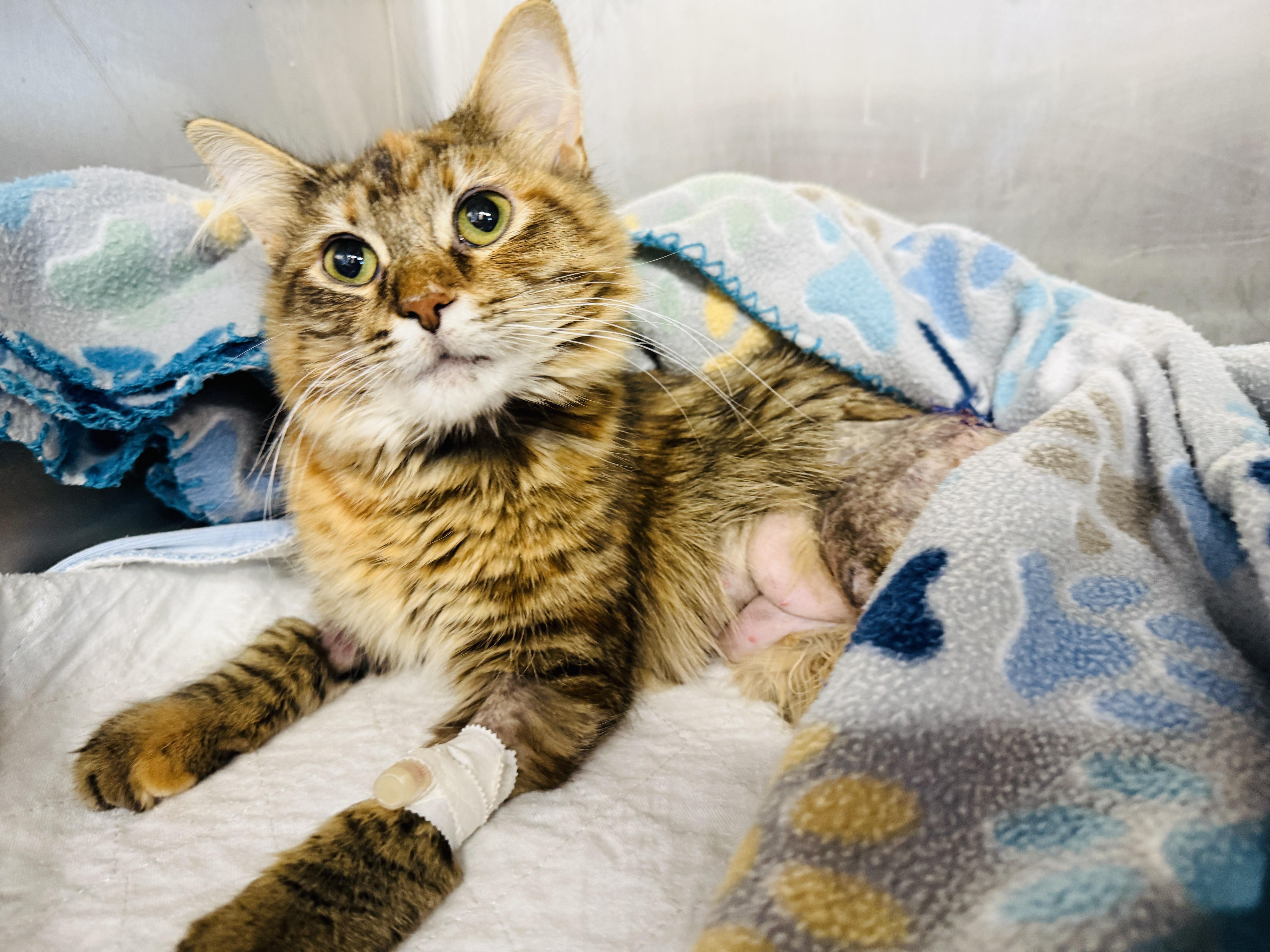 Judy, a Adoptable Domestic Medium Hair in Chicago, IL image 3/3