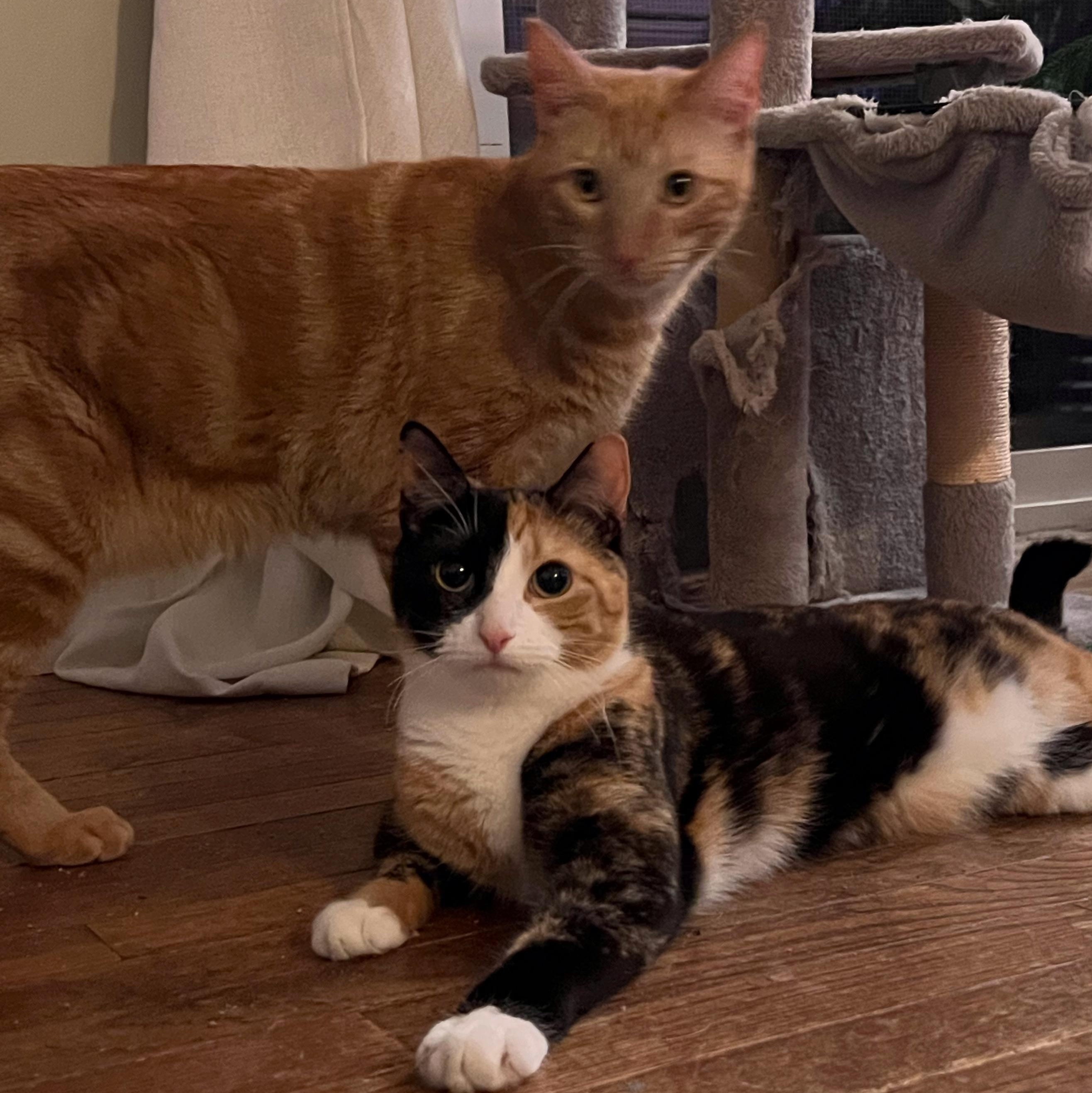 Ruben and Charlie (brother & sisiter), adopted, Adult Male American Shorthair.