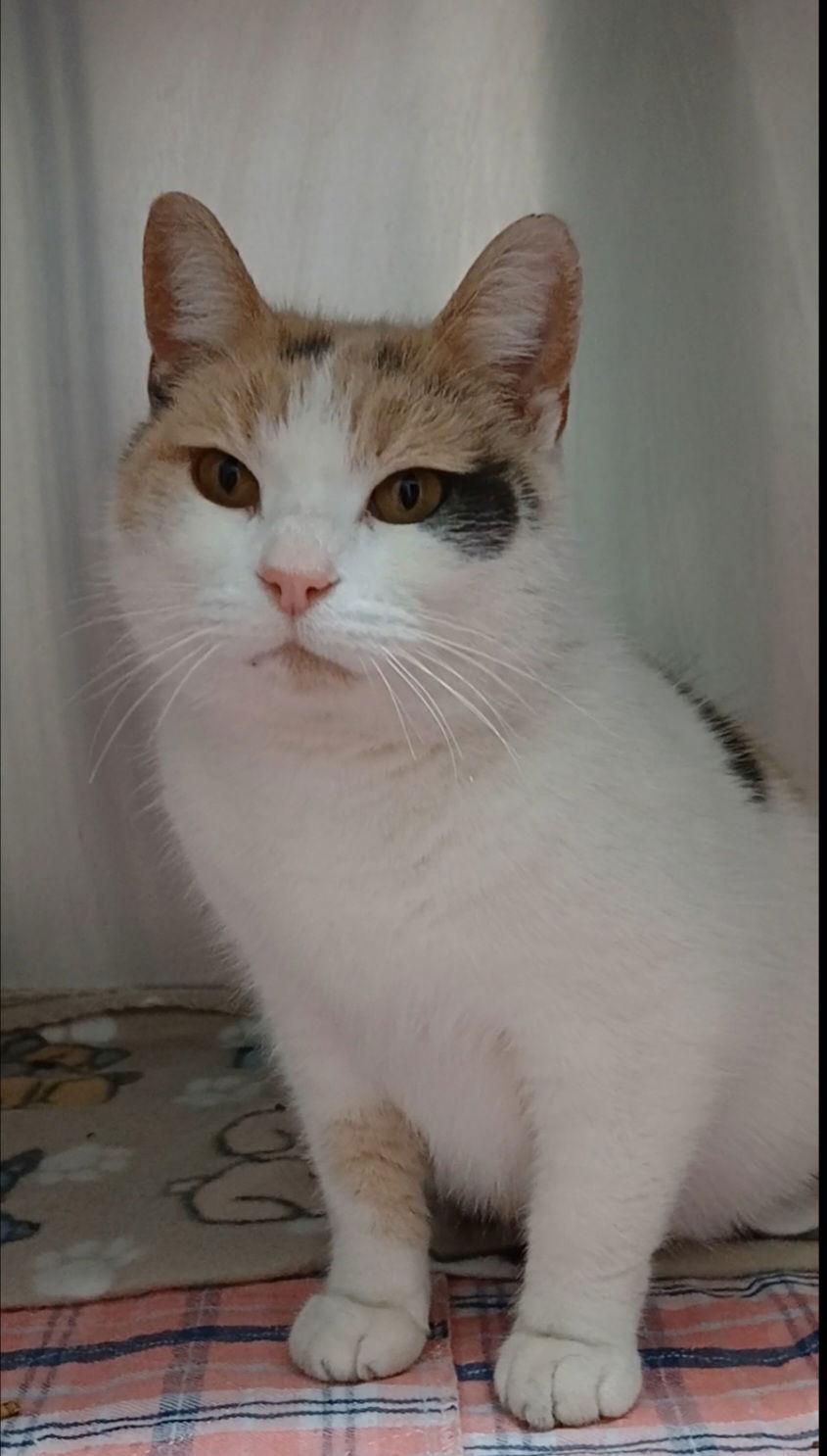 Stellar, Adoptable, Adult Female Calico & Domestic Short Hair.