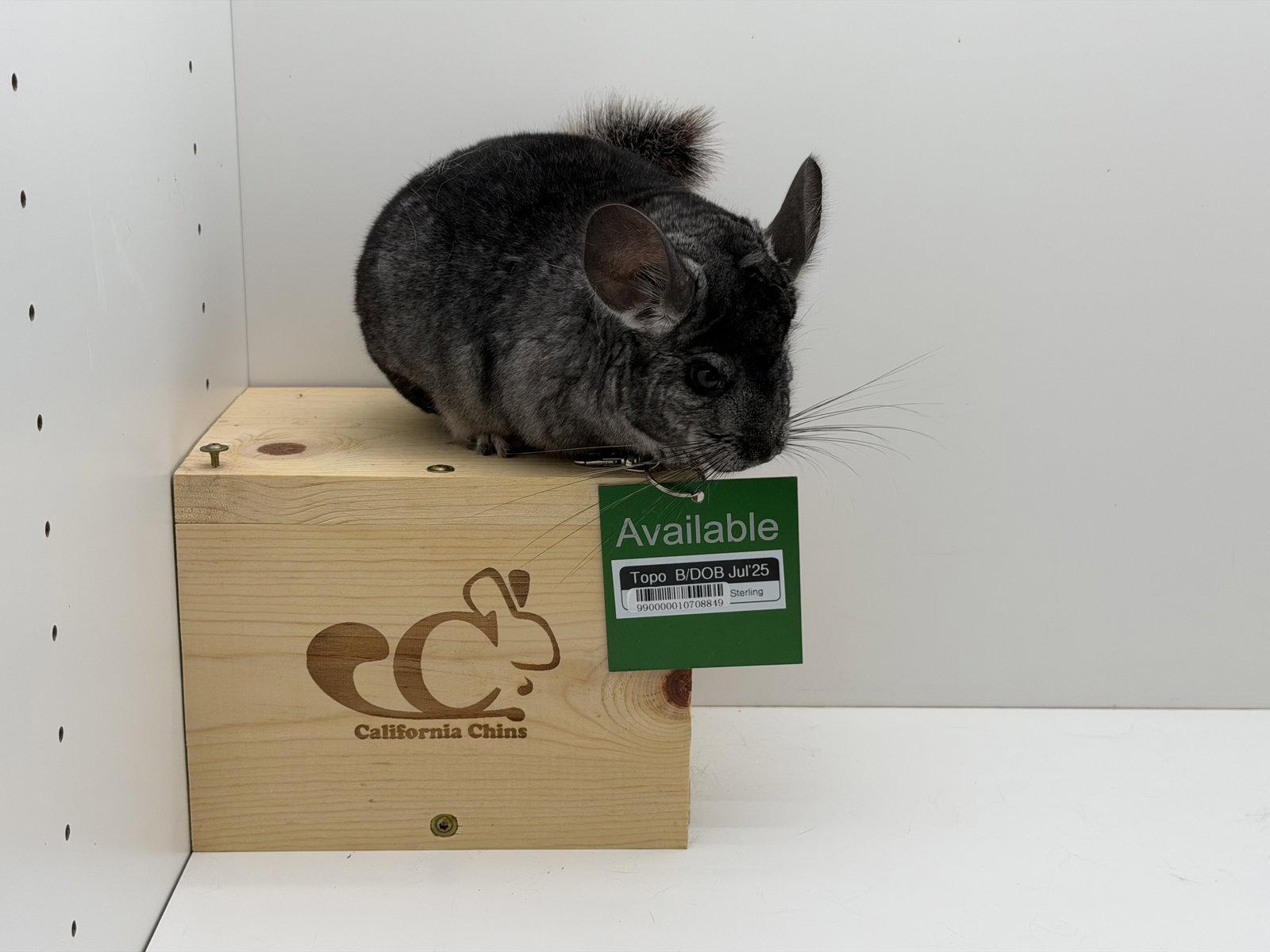 Topo, Adoptable, Young Male Chinchilla.