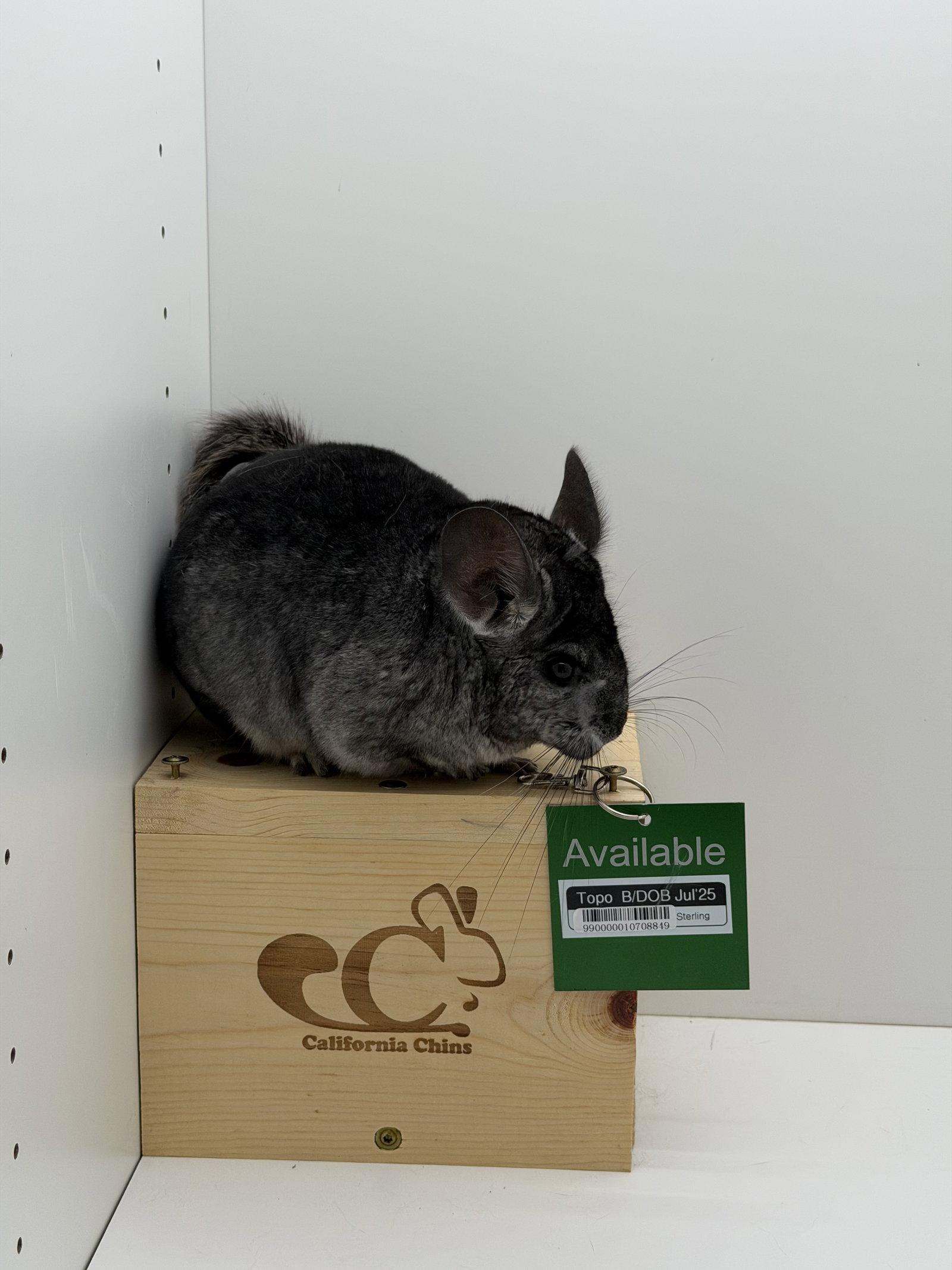 Enlarge Topo, a Adoptable Chinchilla in Sunnyvale, CA image 2/3