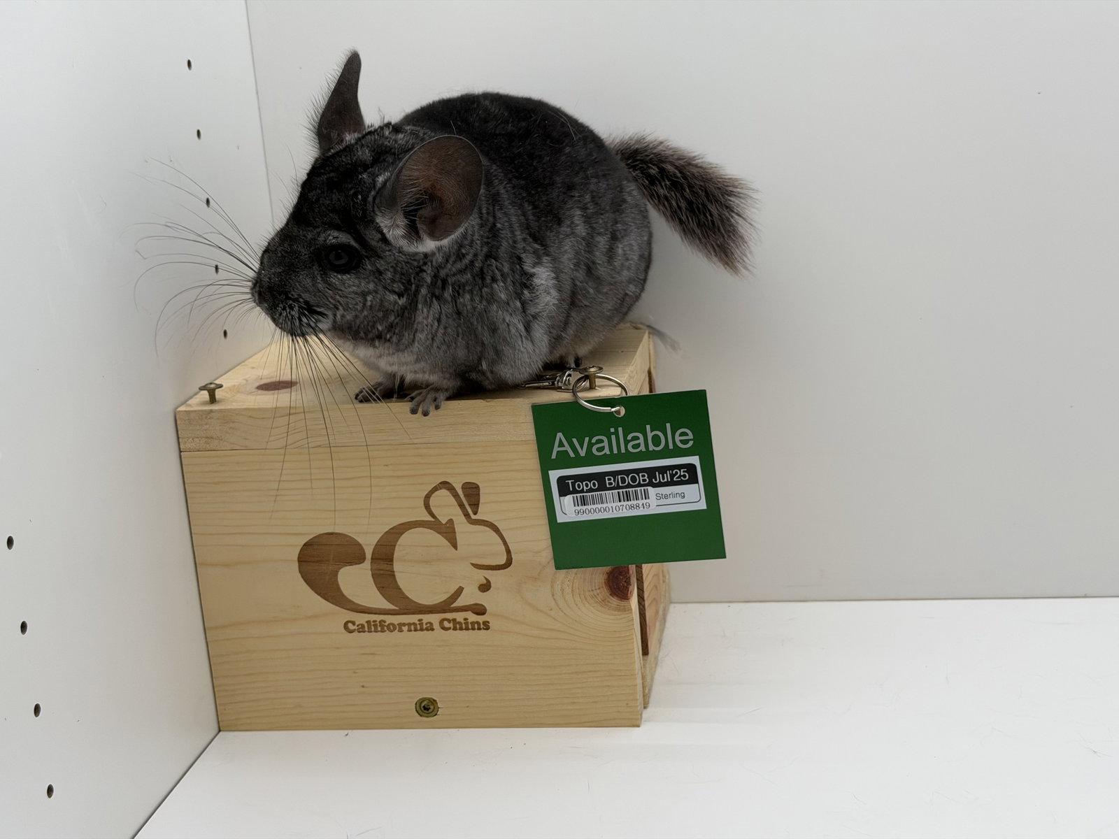 Enlarge Topo, a Adoptable Chinchilla in Sunnyvale, CA image 3/3