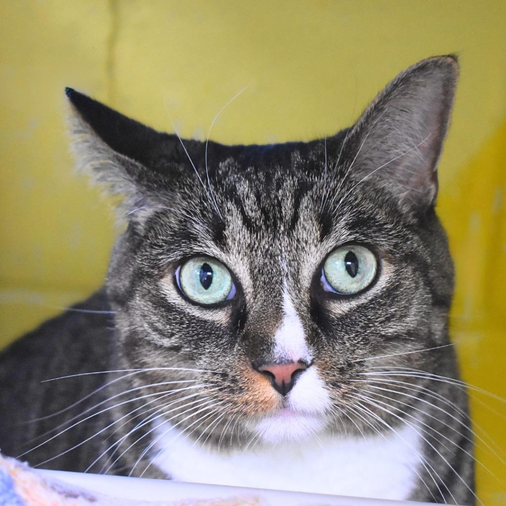 Enlarge Zilla, a Adoptable mixed breed in Saint Petersburg, FL image 1/1