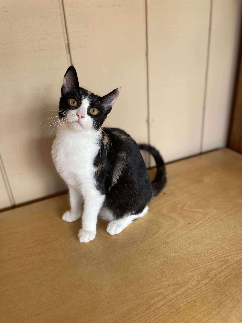 Almond, Adoptable, Young Female Calico.