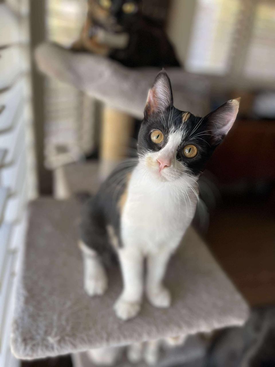 Almond, a Adoptable Calico in Hollister, CA image 2/4