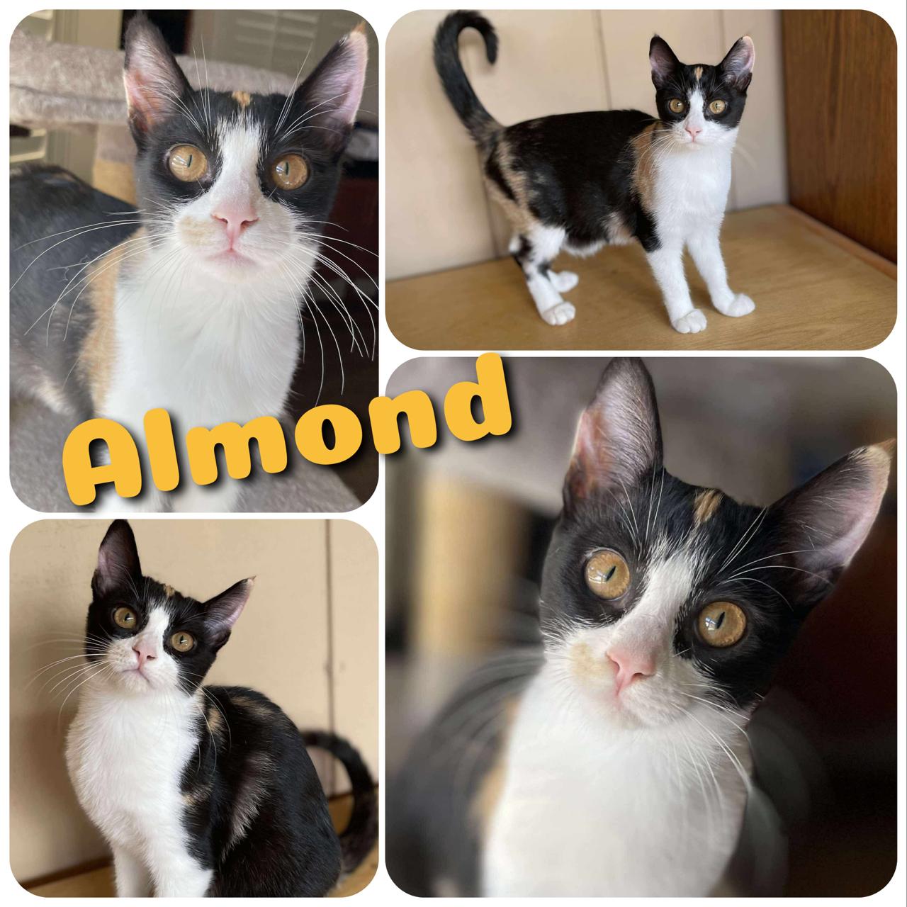 Almond, a Adoptable Calico in Hollister, CA image 3/4