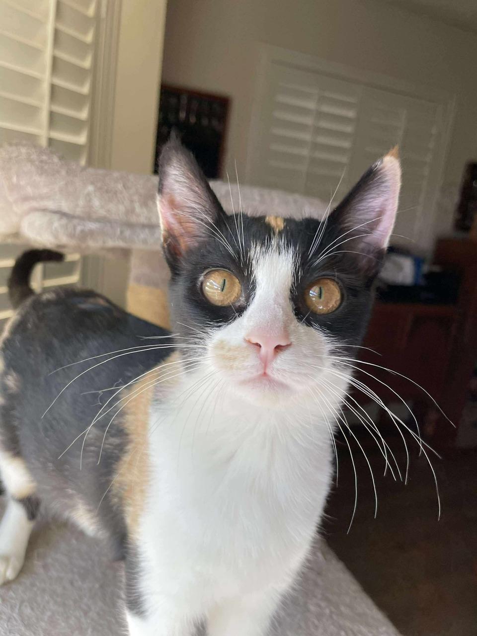 Almond, a Adoptable Calico in Hollister, CA image 4/4