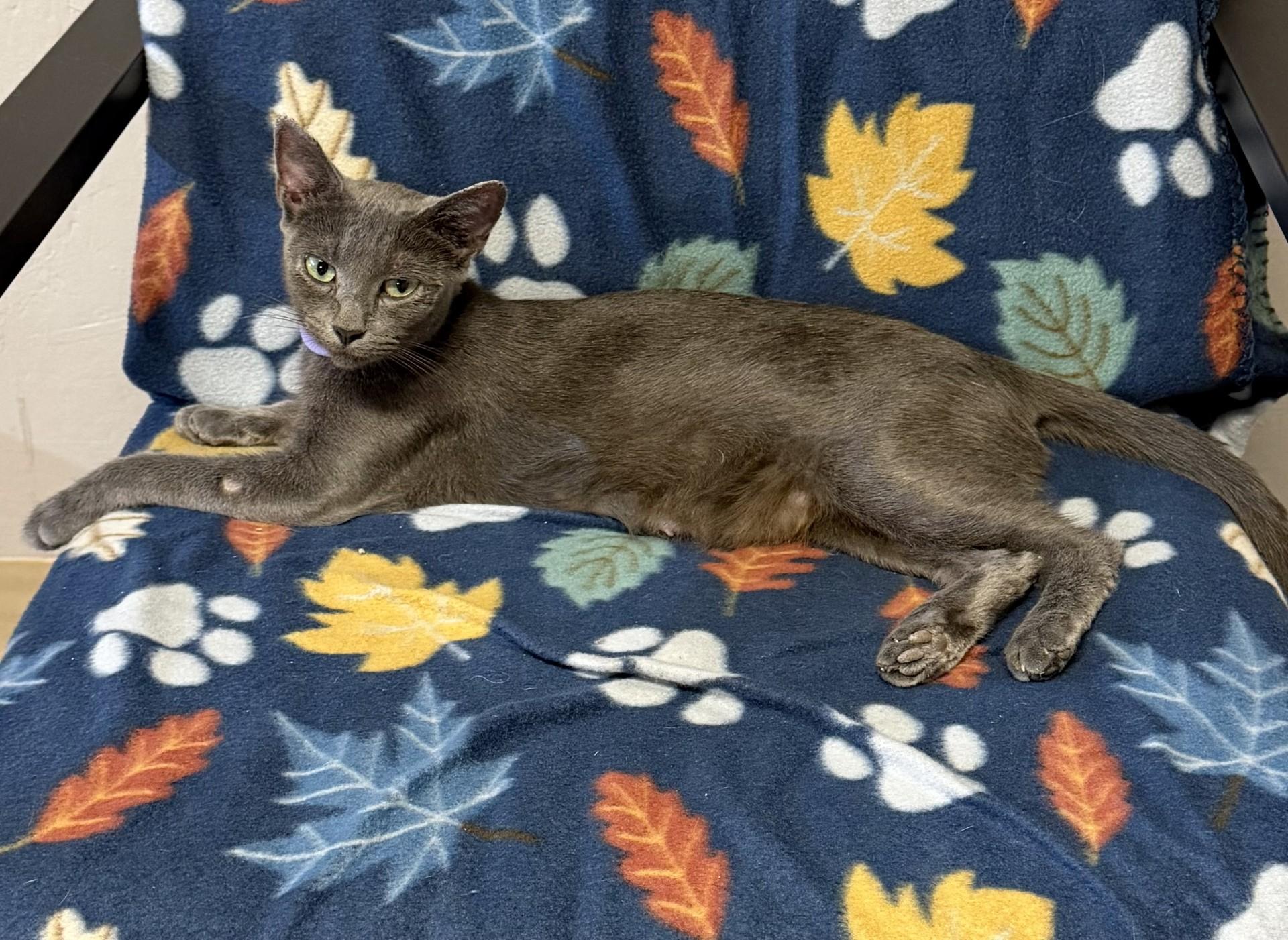 Sylvia, Adopted, Adult Female Russian Blue.