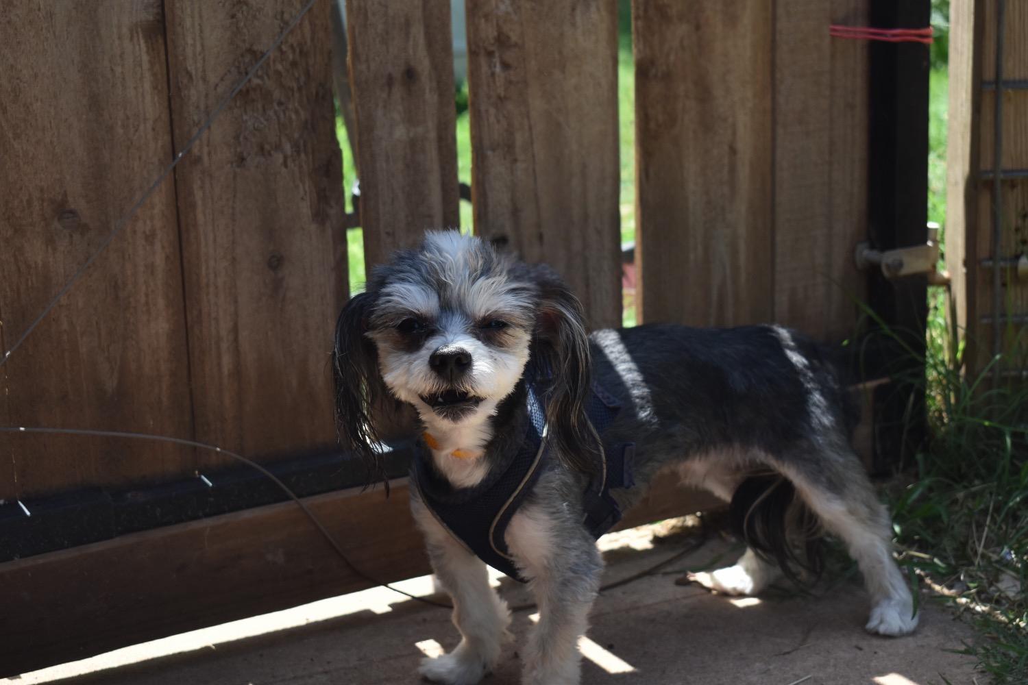 Lucky Bates, an adoptable Maltipoo, Shih poo in Belleville, NJ, 07109 | Photo Image 2