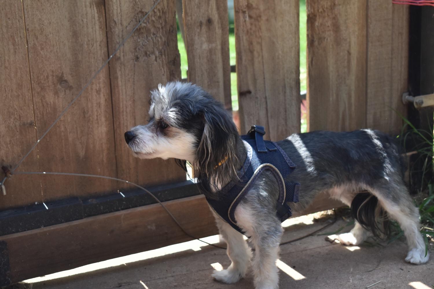 Lucky Bates, an adoptable Maltipoo, Shih poo in Belleville, NJ, 07109 | Photo Image 4