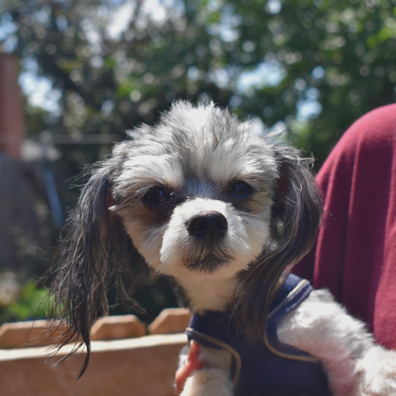 Lucky Bates, an adoptable Maltipoo, Shih poo in Belleville, NJ, 07109 | Photo Image 5