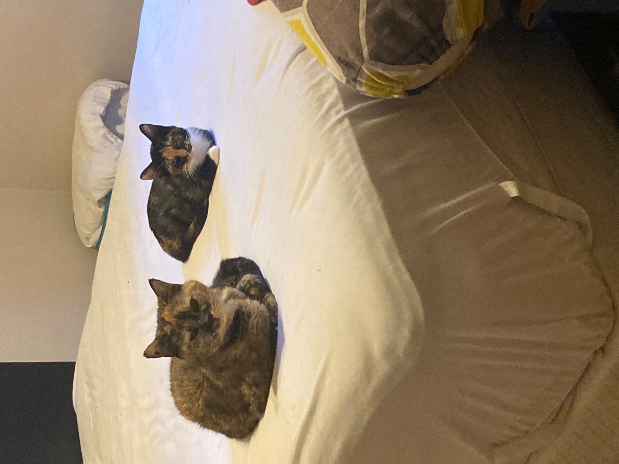 Leilani, a Adoptable Domestic Short Hair in Johnston, RI image 2/3