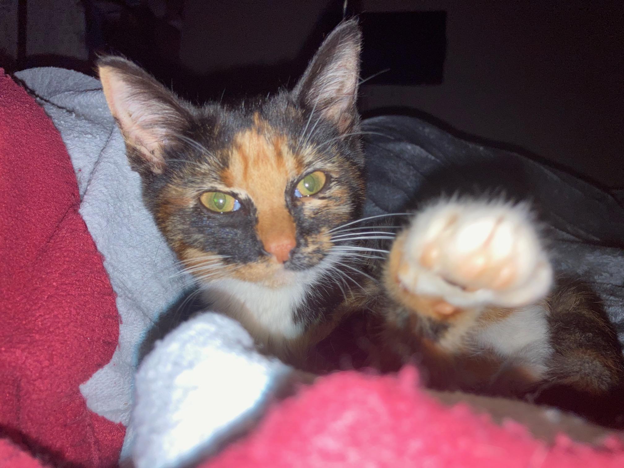 Leilani, Adoptable, Kitten Female Domestic Short Hair.