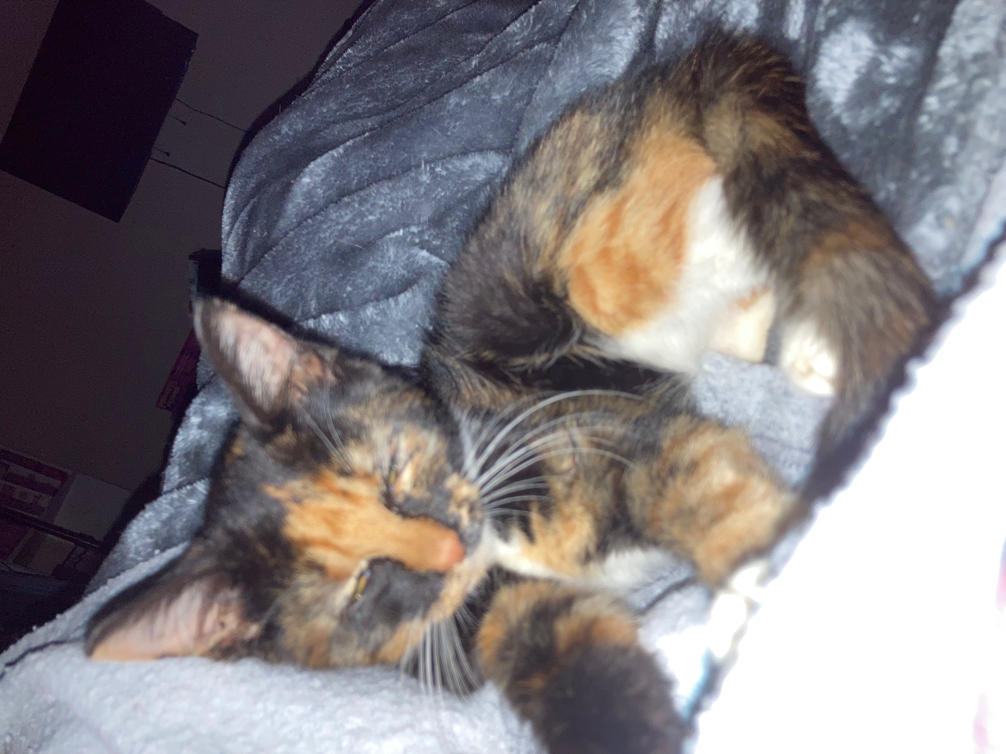 Leilani, a Adoptable Domestic Short Hair in Johnston, RI image 3/3