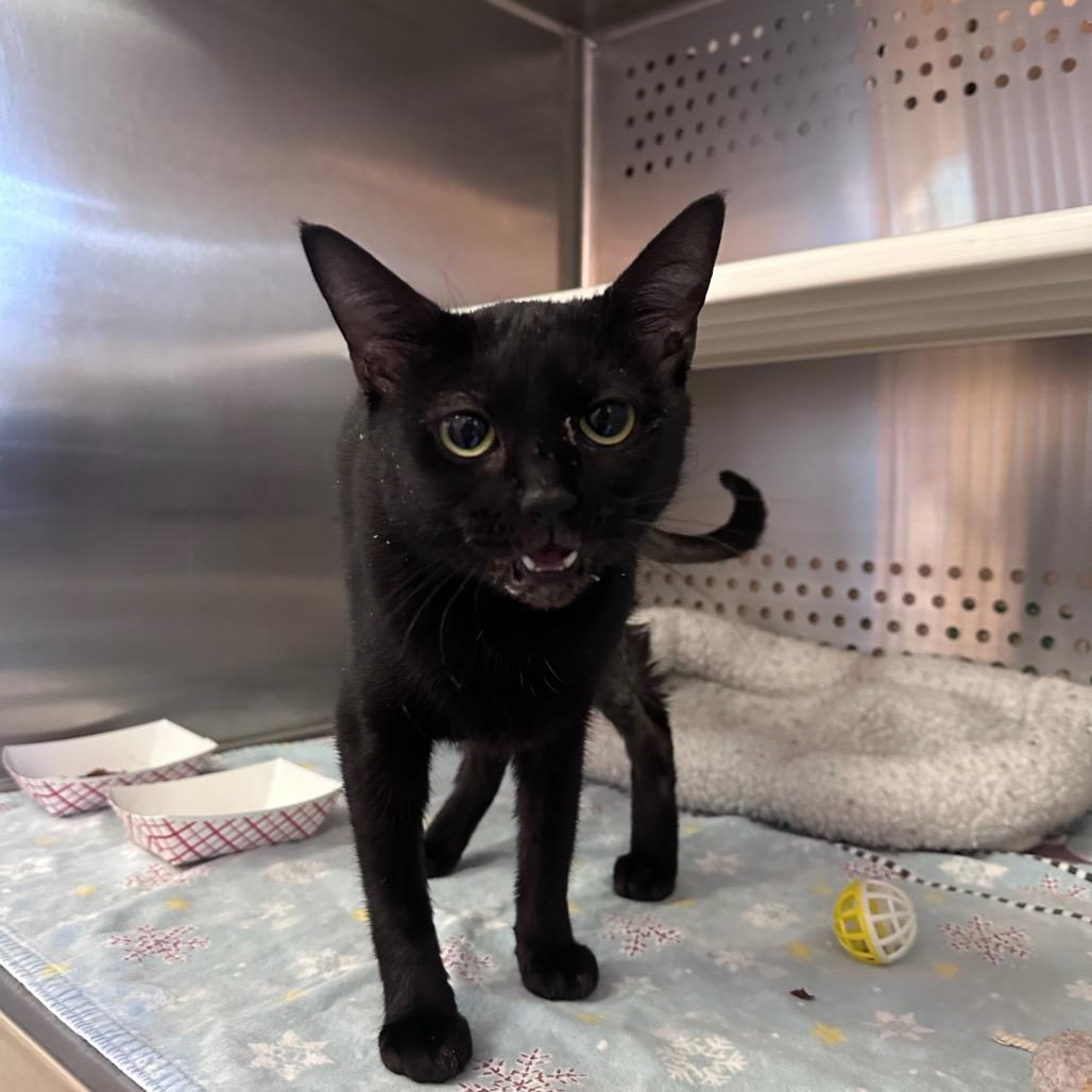 Enlarge Cady, a Adoptable Domestic Short Hair in Pasadena , MD image 1/1