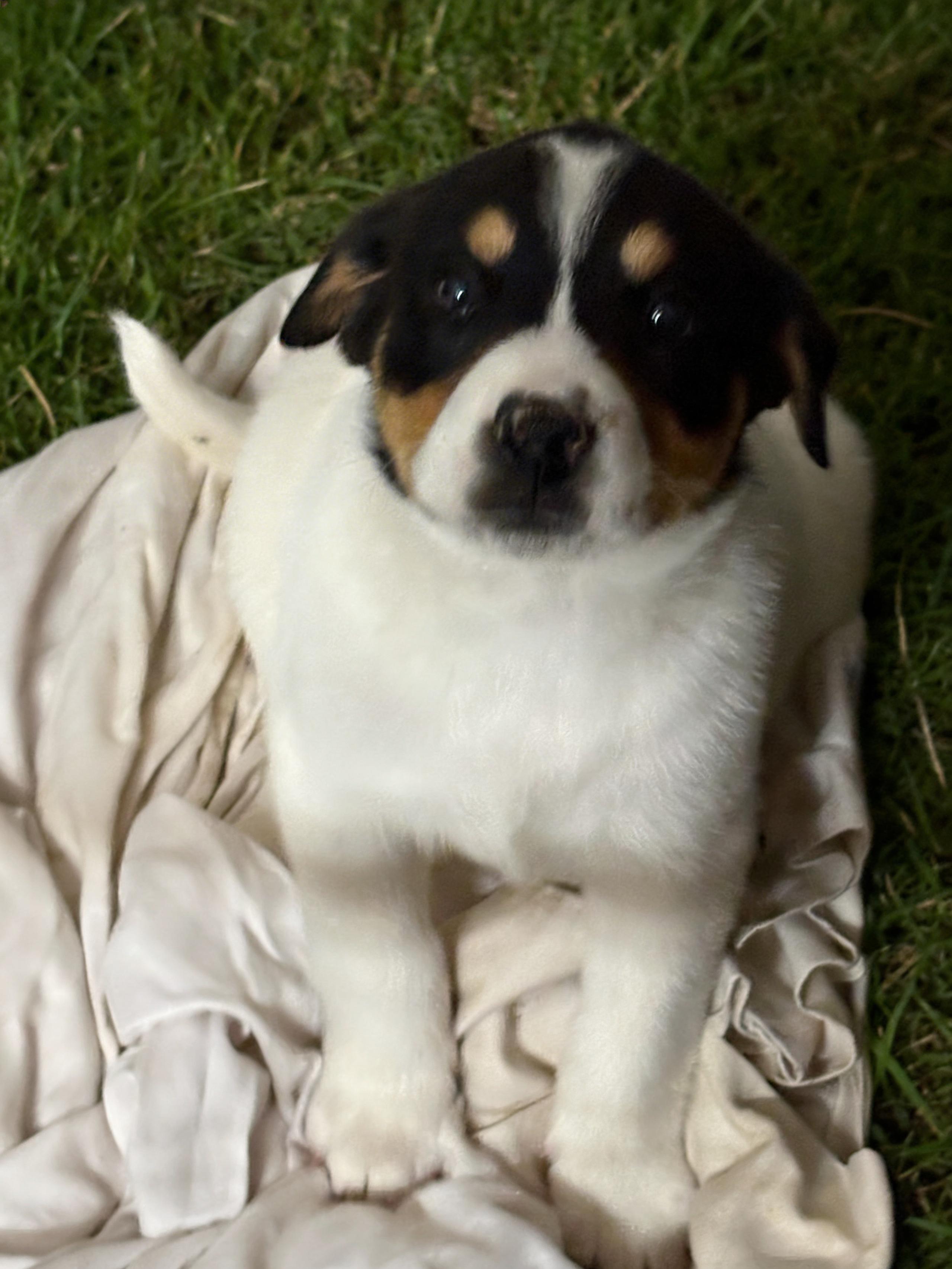 Enlarge Big Heart BERNARD, an adopted mixed breed in Queen Creek, AZ image 4/5