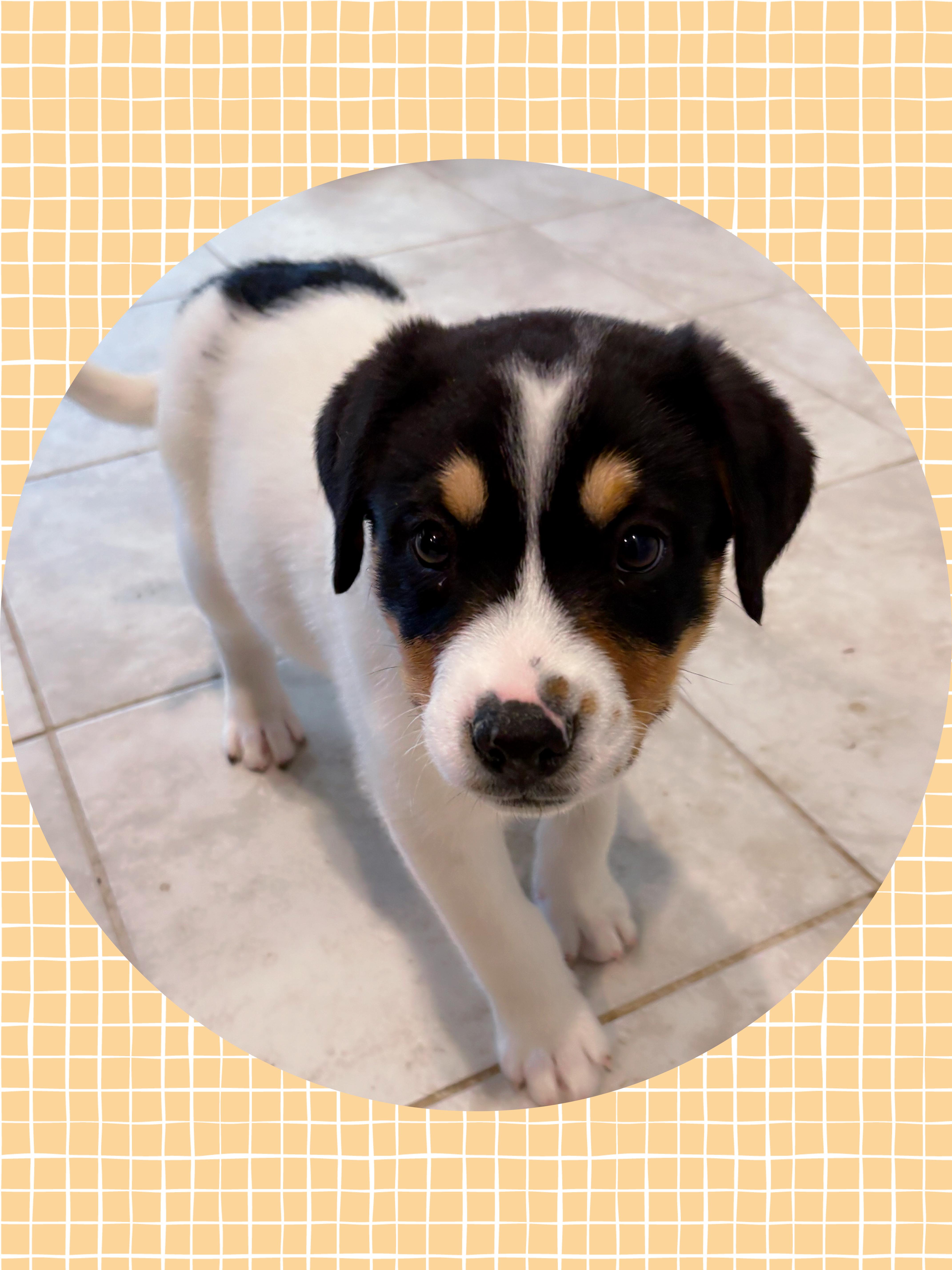 Enlarge Big Heart BERNARD, an adopted mixed breed in Queen Creek, AZ image 3/5