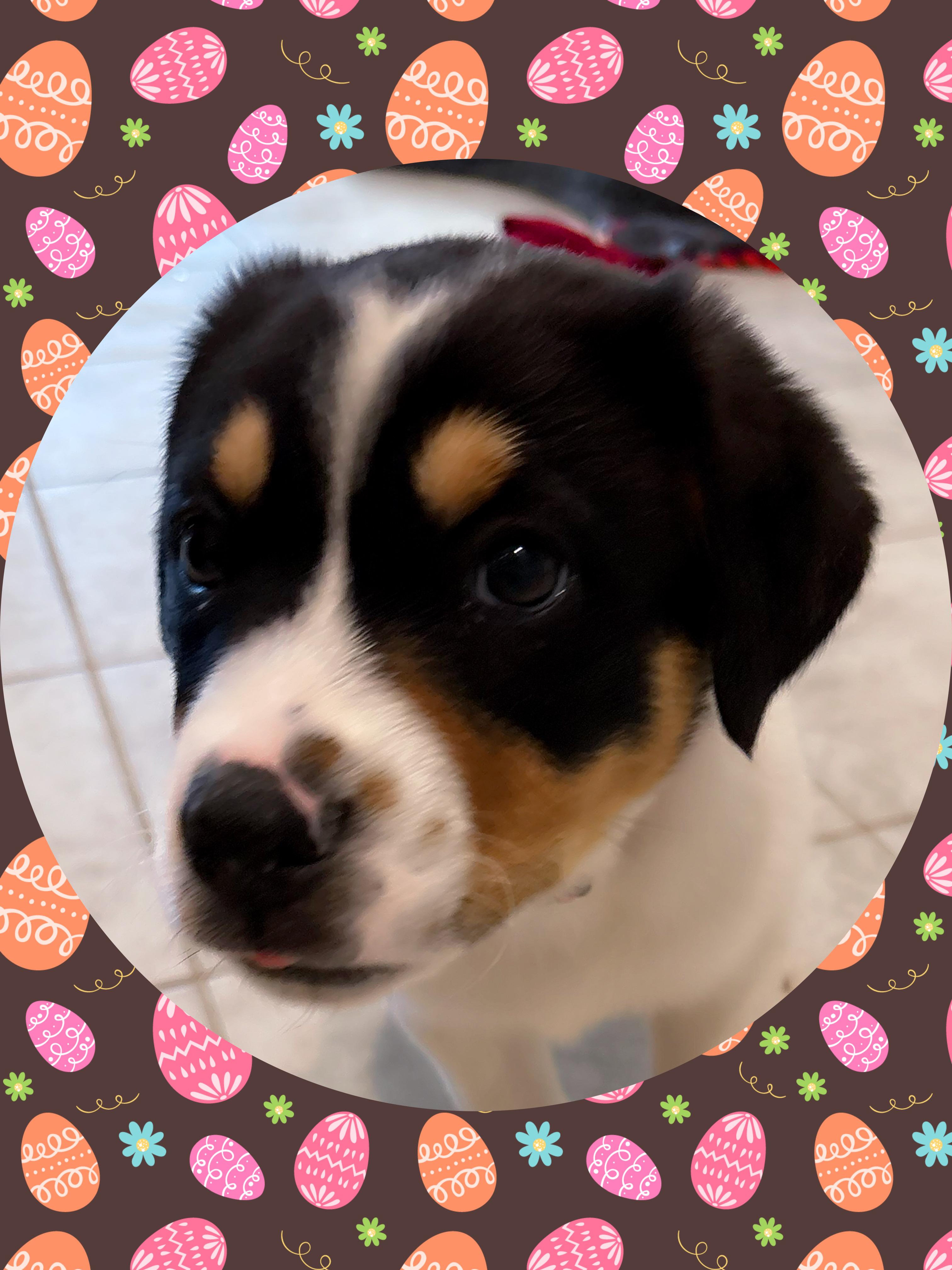 Enlarge Big Heart BERNARD, an adopted mixed breed in Queen Creek, AZ image 5/5