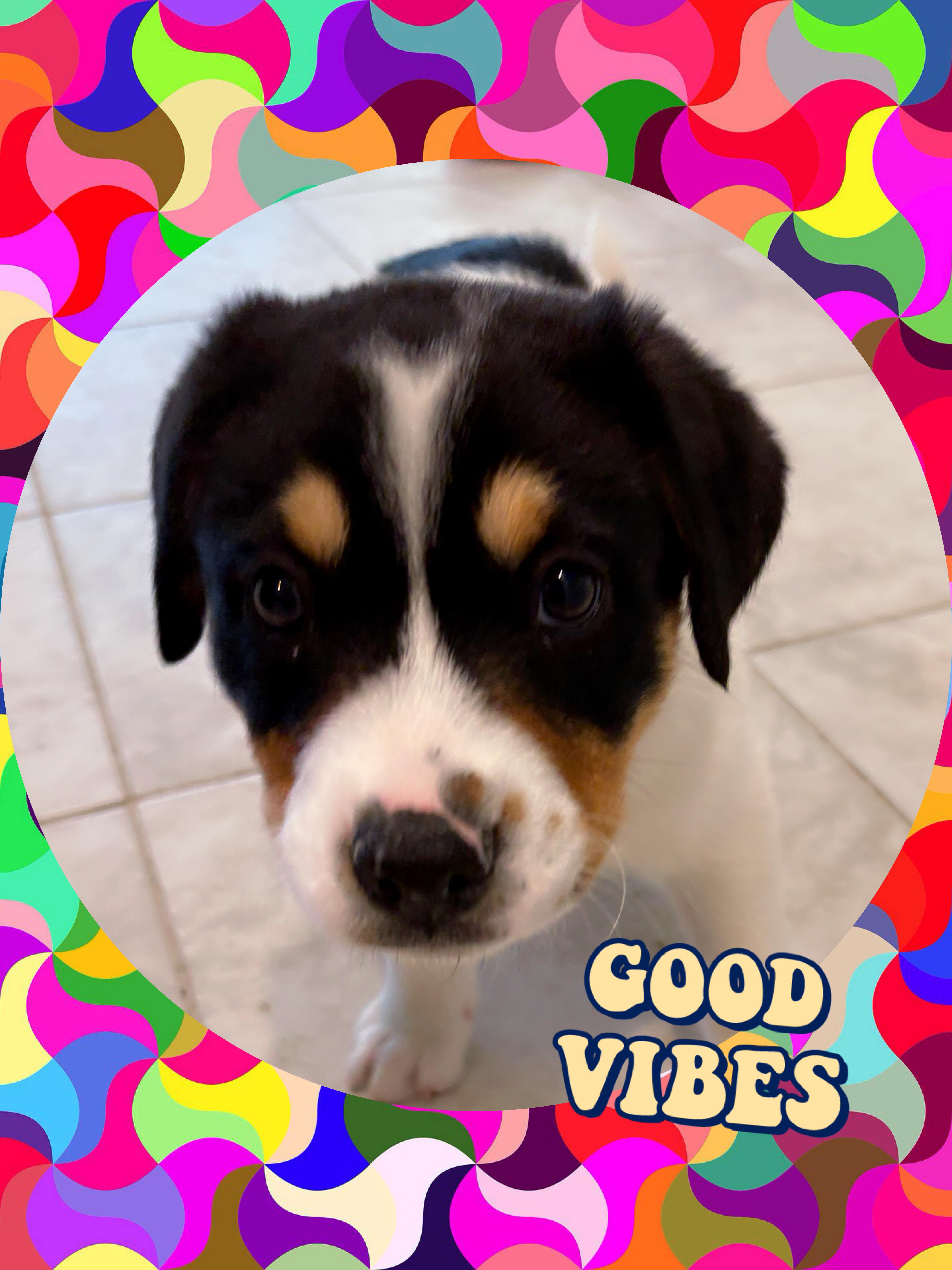 Big Heart BERNARD, adopted, Puppy Male Australian Shepherd & Bernese Mountain Dog.