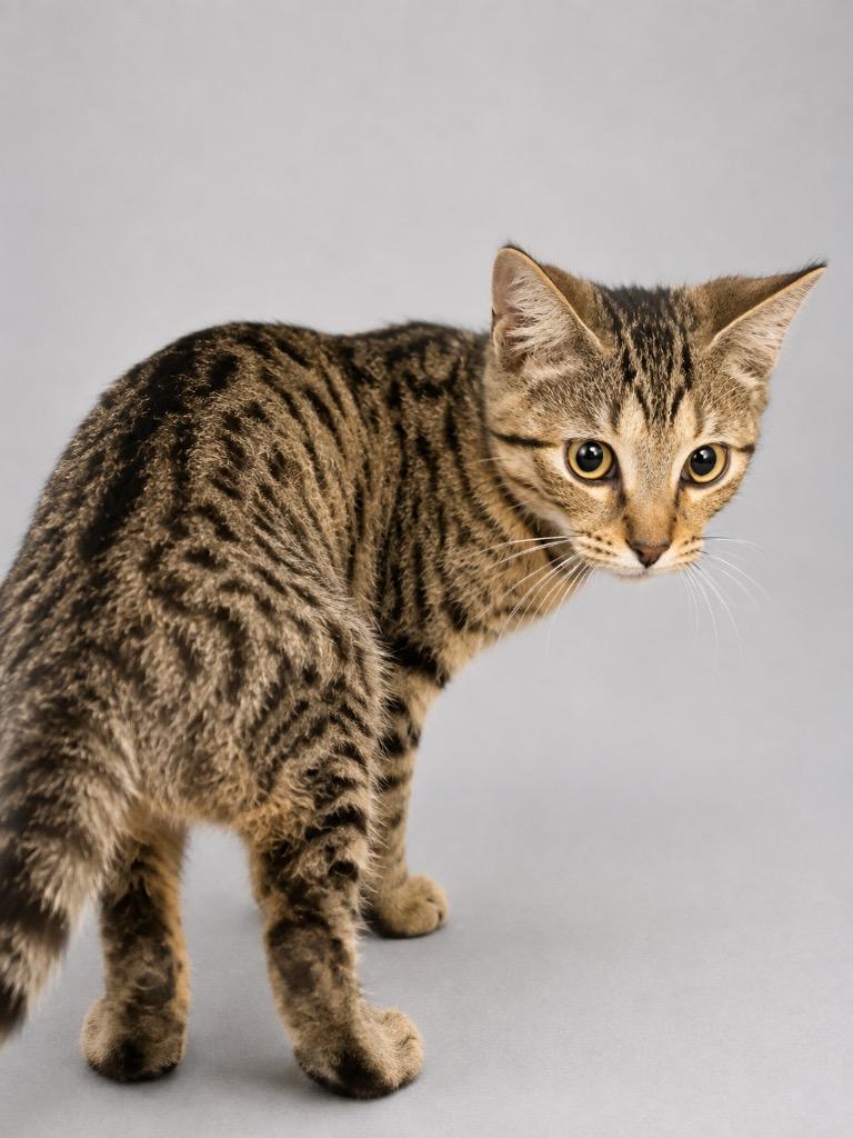 Plum, Adoptable, Young Male Domestic Short Hair.