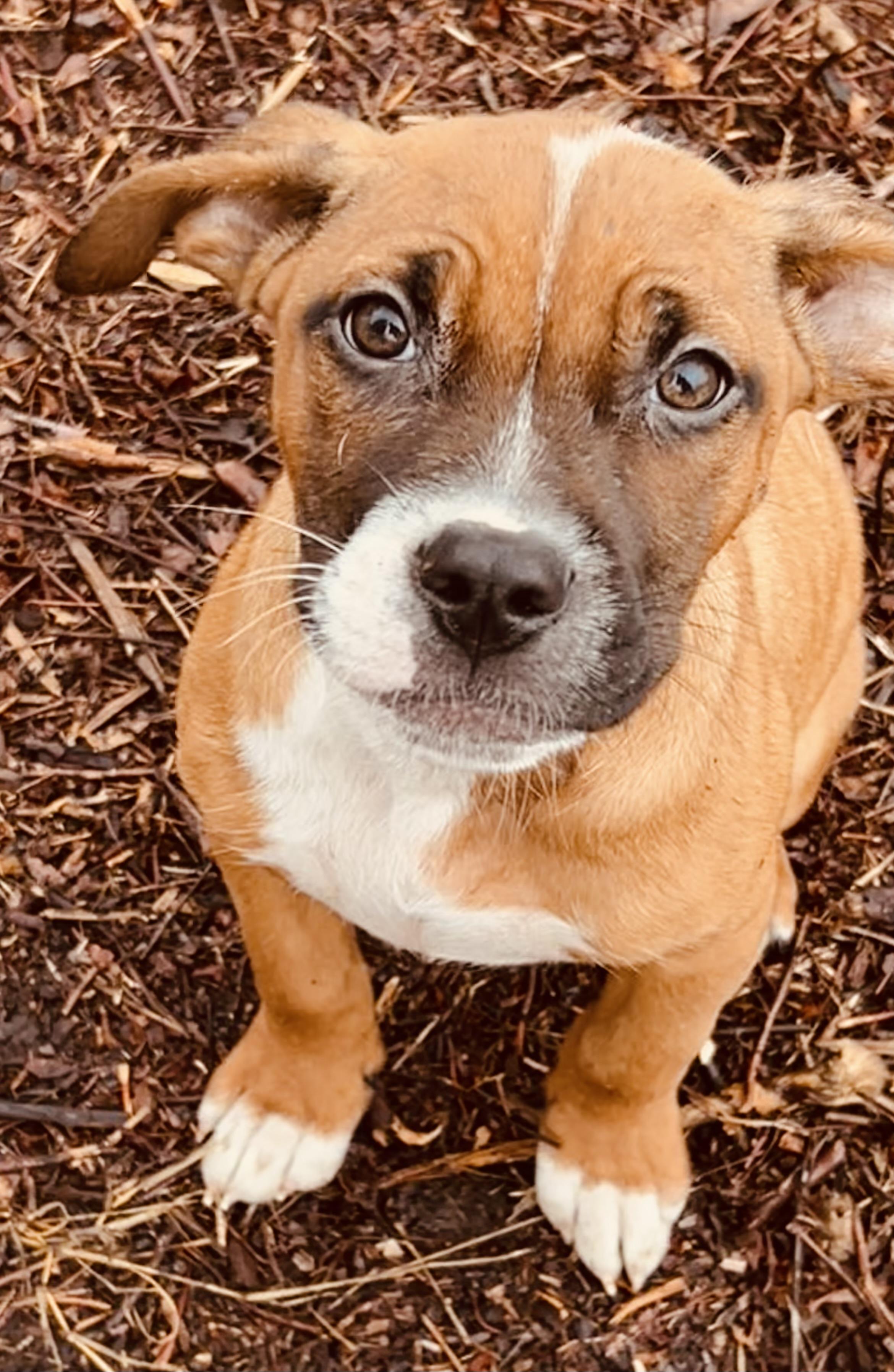 Enlarge Gaucho, a ADOPTABLE Pit Bull Terrier in Nahunta, GA image 2/3