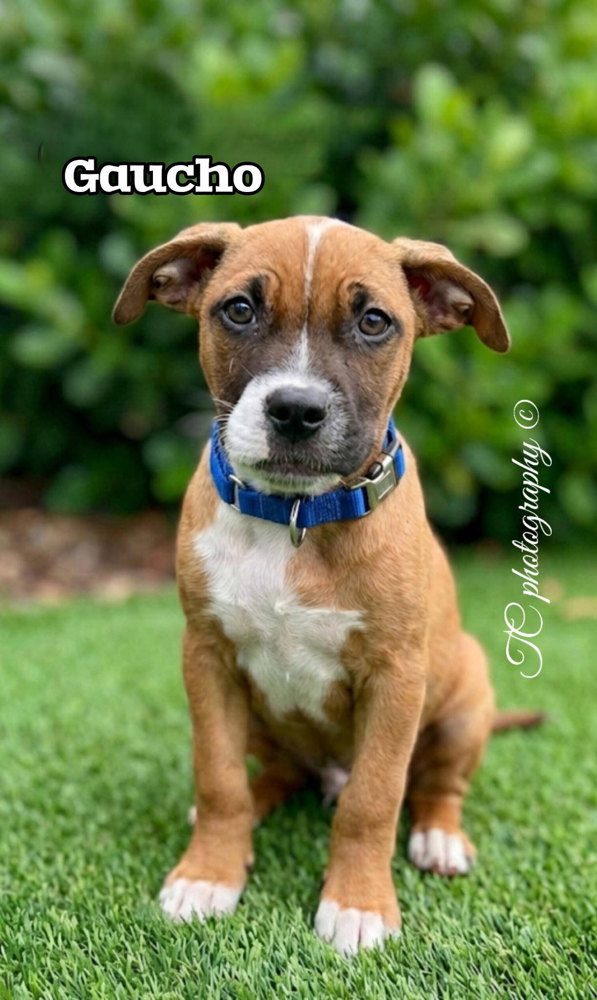 Enlarge Gaucho, a ADOPTABLE Pit Bull Terrier in Nahunta, GA image 1/3