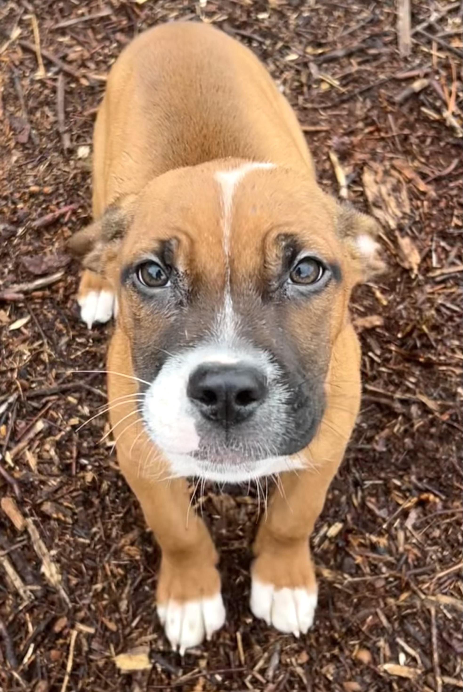 Enlarge Gaucho, a ADOPTABLE Pit Bull Terrier in Nahunta, GA image 3/3