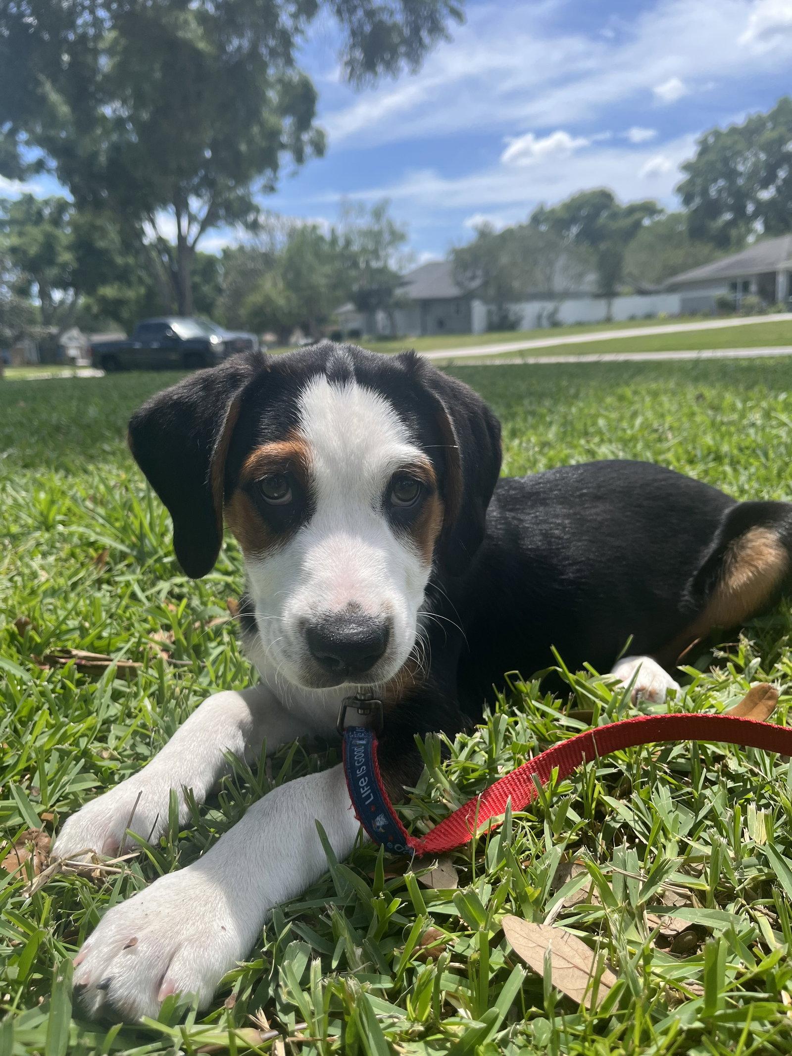 Beau Duke, Adopted, Young Male Basset Hound & Beagle.