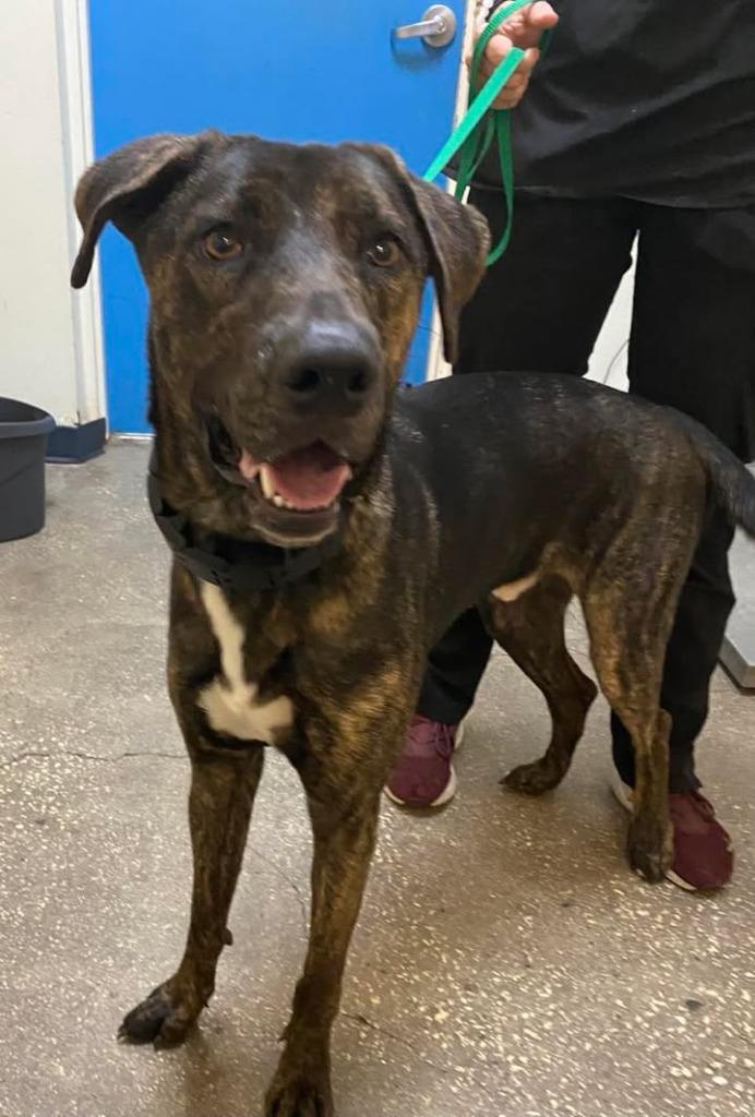 Tucker James, a Adoptable Mixed Breed in Ocala, FL image 1/2