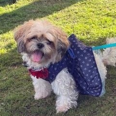 Gigi, ADOPTABLE, Senior Female Shih Tzu.