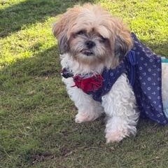 Enlarge Gigi, a ADOPTABLE Shih Tzu in LEHIGH ACRES, FL image 2/5