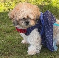 Enlarge Gigi, a ADOPTABLE Shih Tzu in LEHIGH ACRES, FL image 5/5