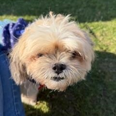 Enlarge Gigi, a ADOPTABLE Shih Tzu in LEHIGH ACRES, FL image 3/5