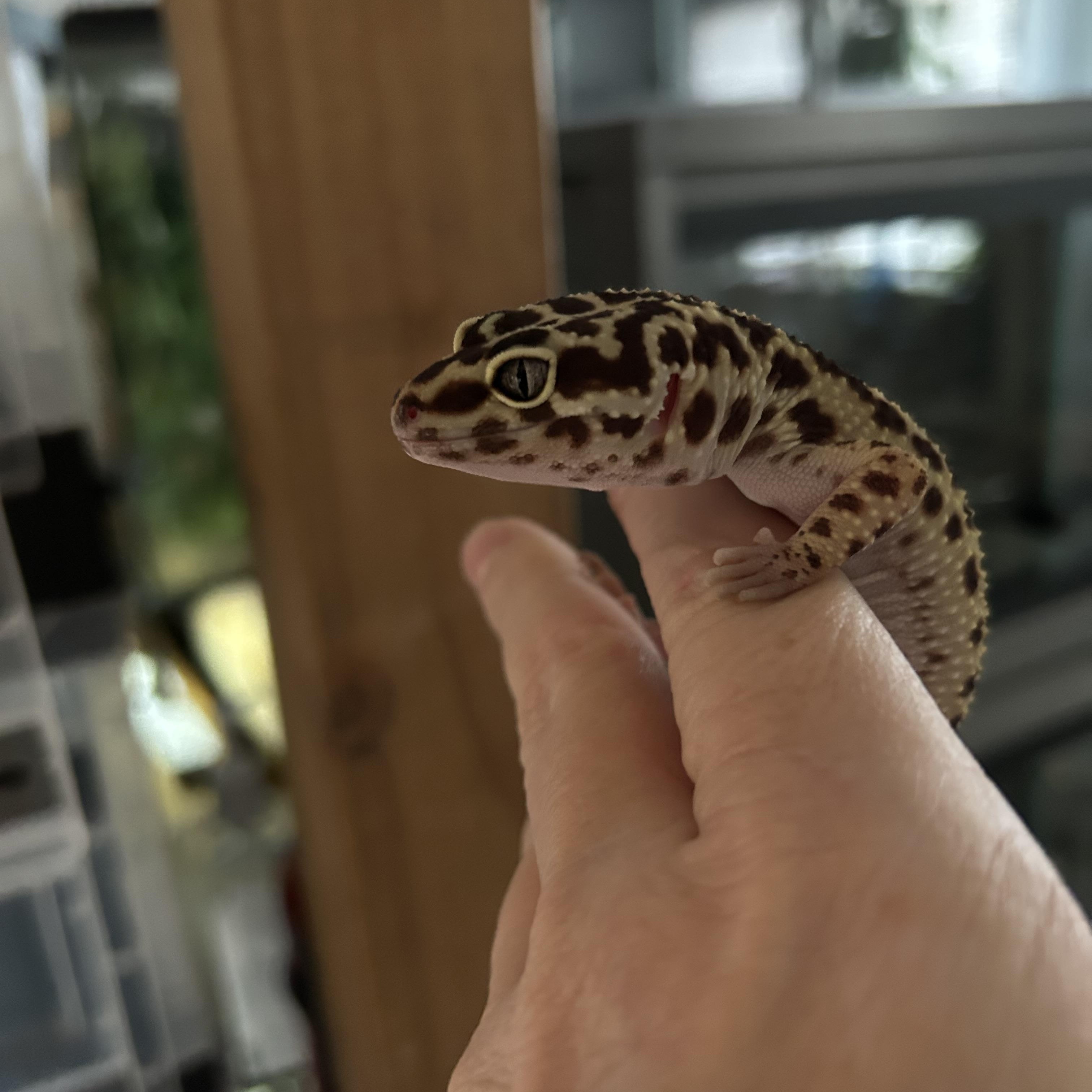 Leopard Gecko Snarfles, a Adoptable Gecko in Concord, CA image 1/2