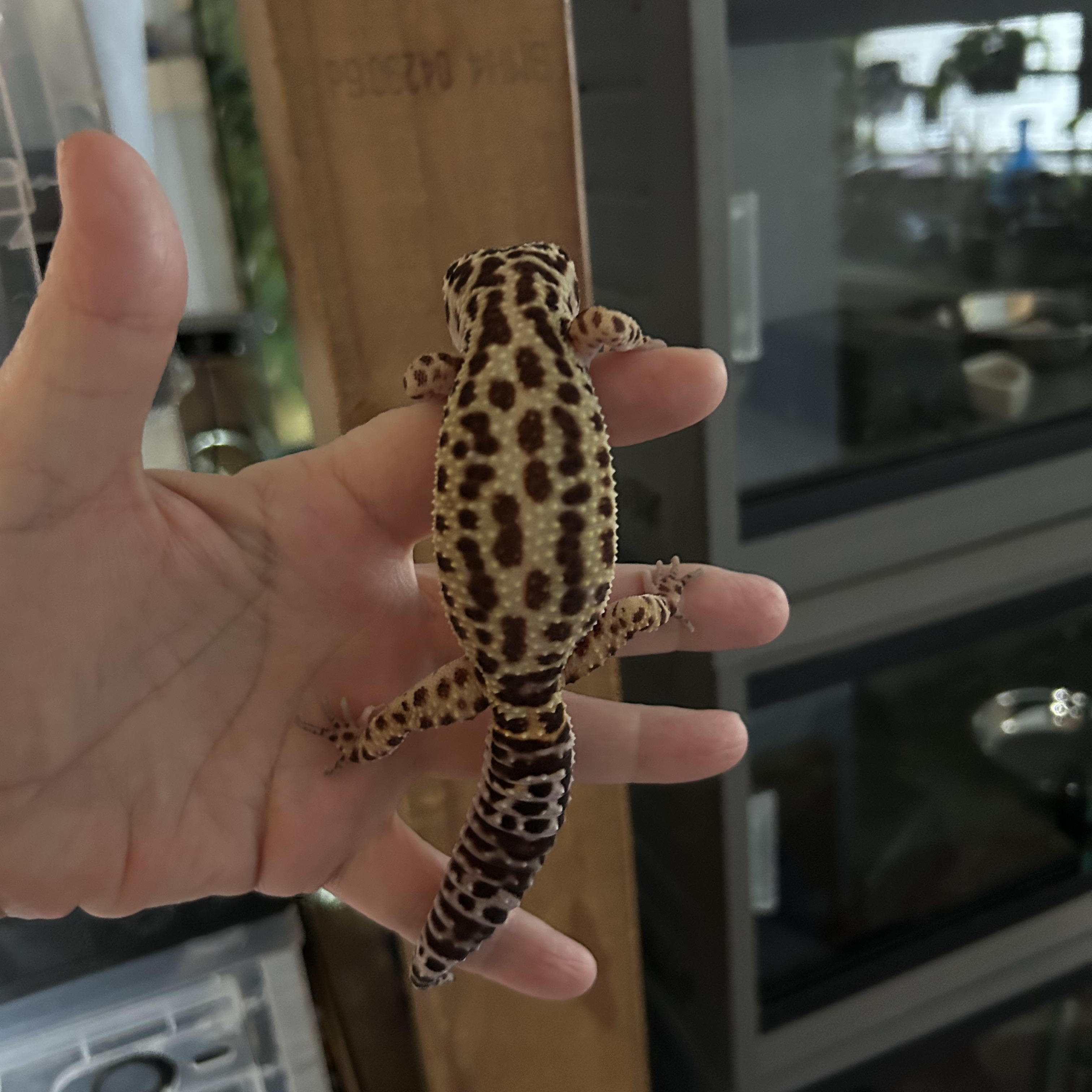 Leopard Gecko Snarfles, a Adoptable Gecko in Concord, CA image 2/2