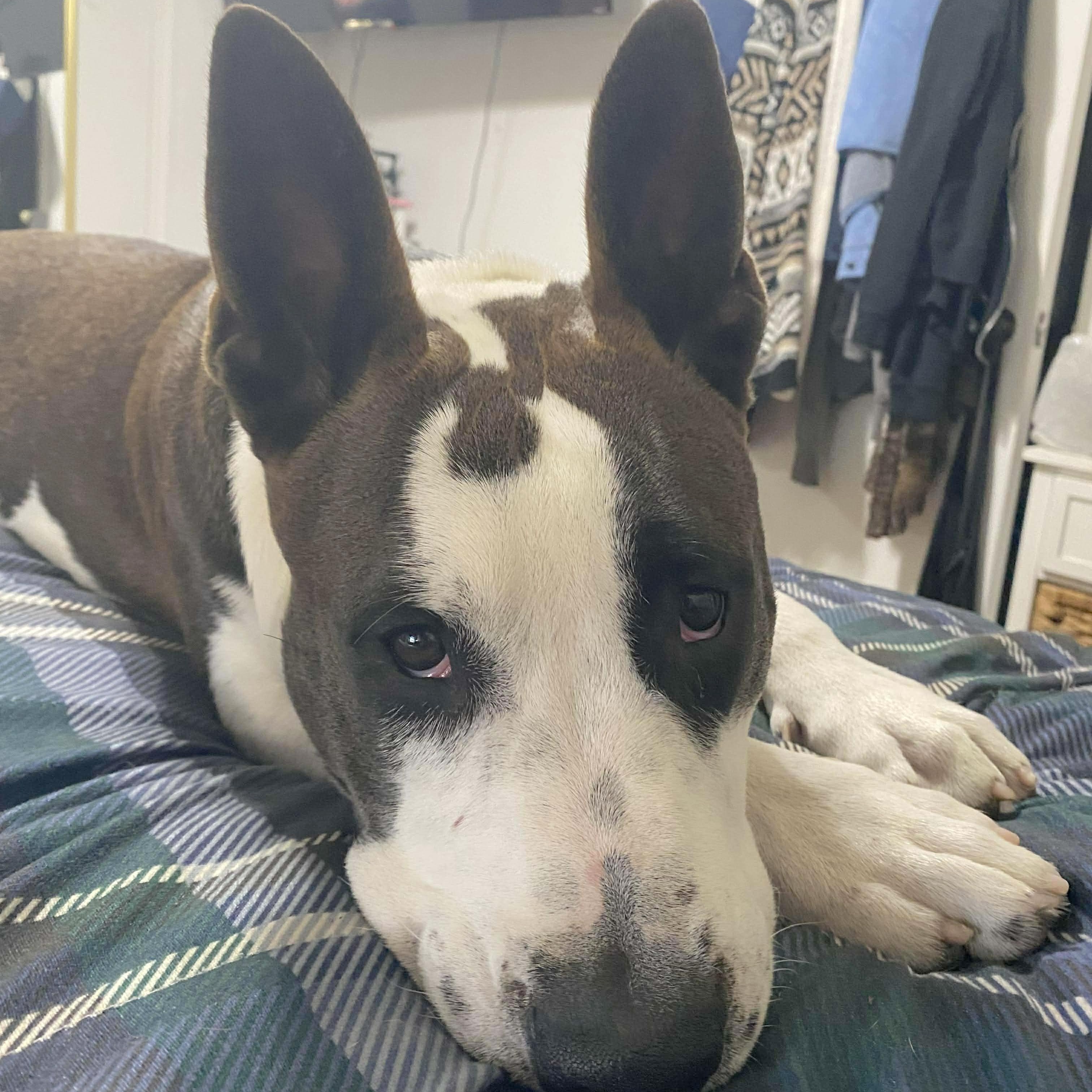 Enlarge Bailey, a Adoptable mixed breed in Darien, CT image 2/6