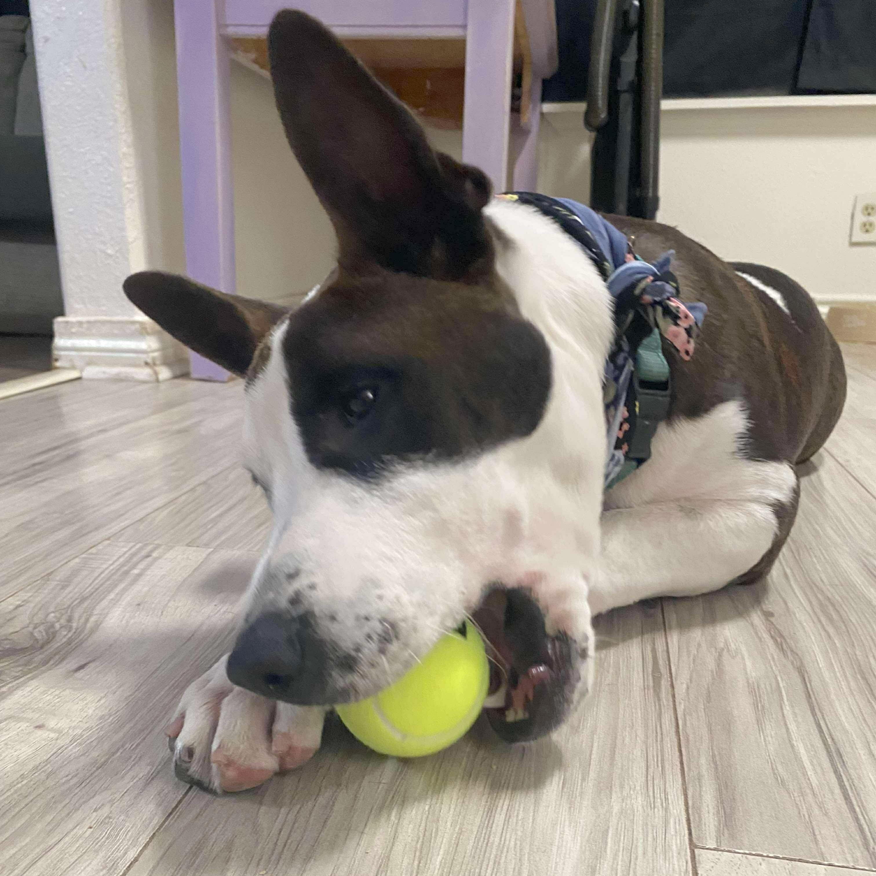 Enlarge Bailey, a Adoptable mixed breed in Darien, CT image 3/6