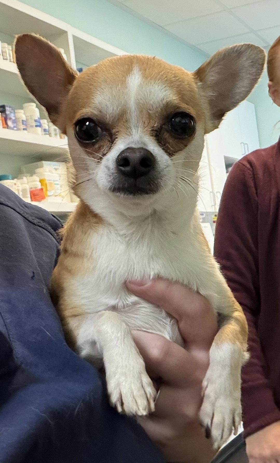 Enlarge Banzai, a Adopted Chihuahua in Mount Pleasant, SC image 2/2