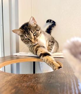 Enlarge Daisy Mae, an adopted Domestic Short Hair in Winter Haven, FL image 2/4