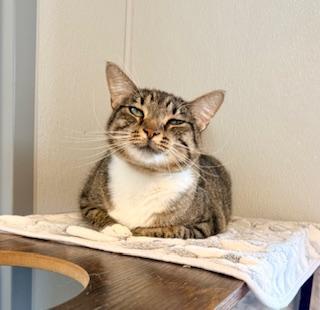 Daisy Mae, adopted, Adult Female Domestic Short Hair.