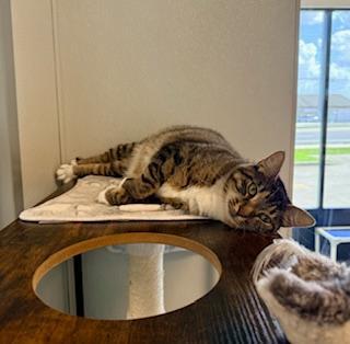 Enlarge Daisy Mae, an adopted Domestic Short Hair in Winter Haven, FL image 4/4