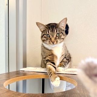 Enlarge Daisy Mae, an adopted Domestic Short Hair in Winter Haven, FL image 3/4