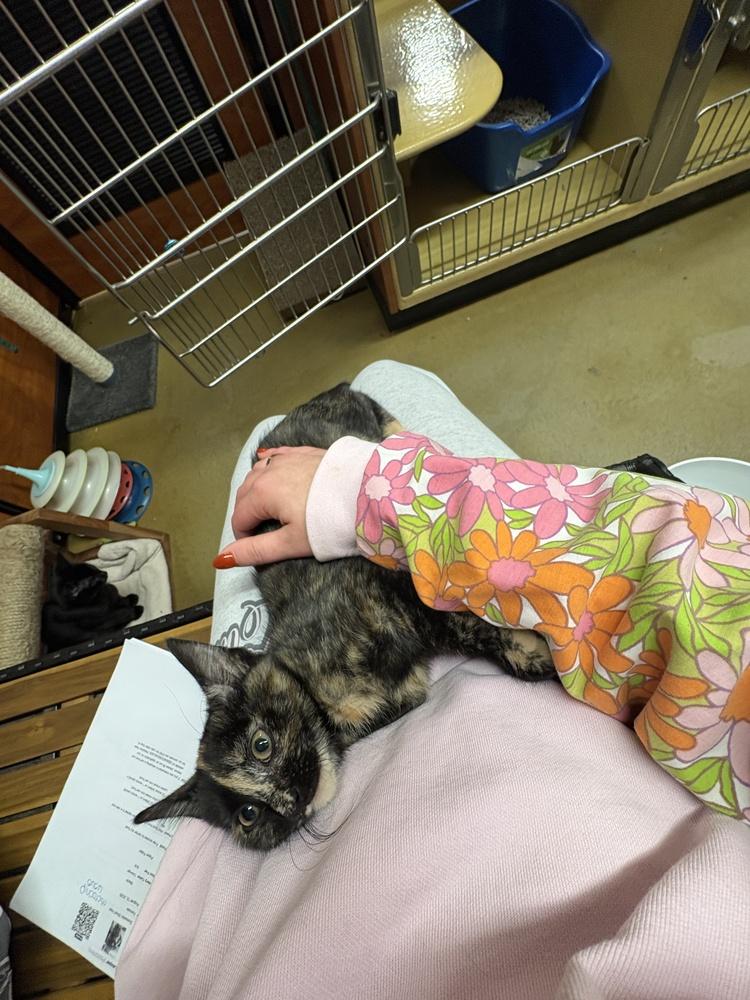 Cyndi Lauper, Adoptable, Kitten Female Domestic Short Hair.