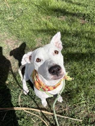 Claire, a Adoptable mixed breed in Gulfport, MS image 1/3