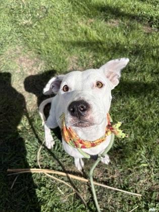 Claire, a Adoptable mixed breed in Gulfport, MS image 2/3