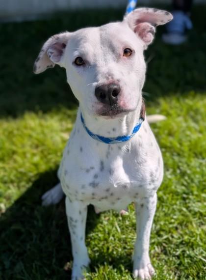 Claire, a Adoptable mixed breed in Gulfport, MS image 3/3