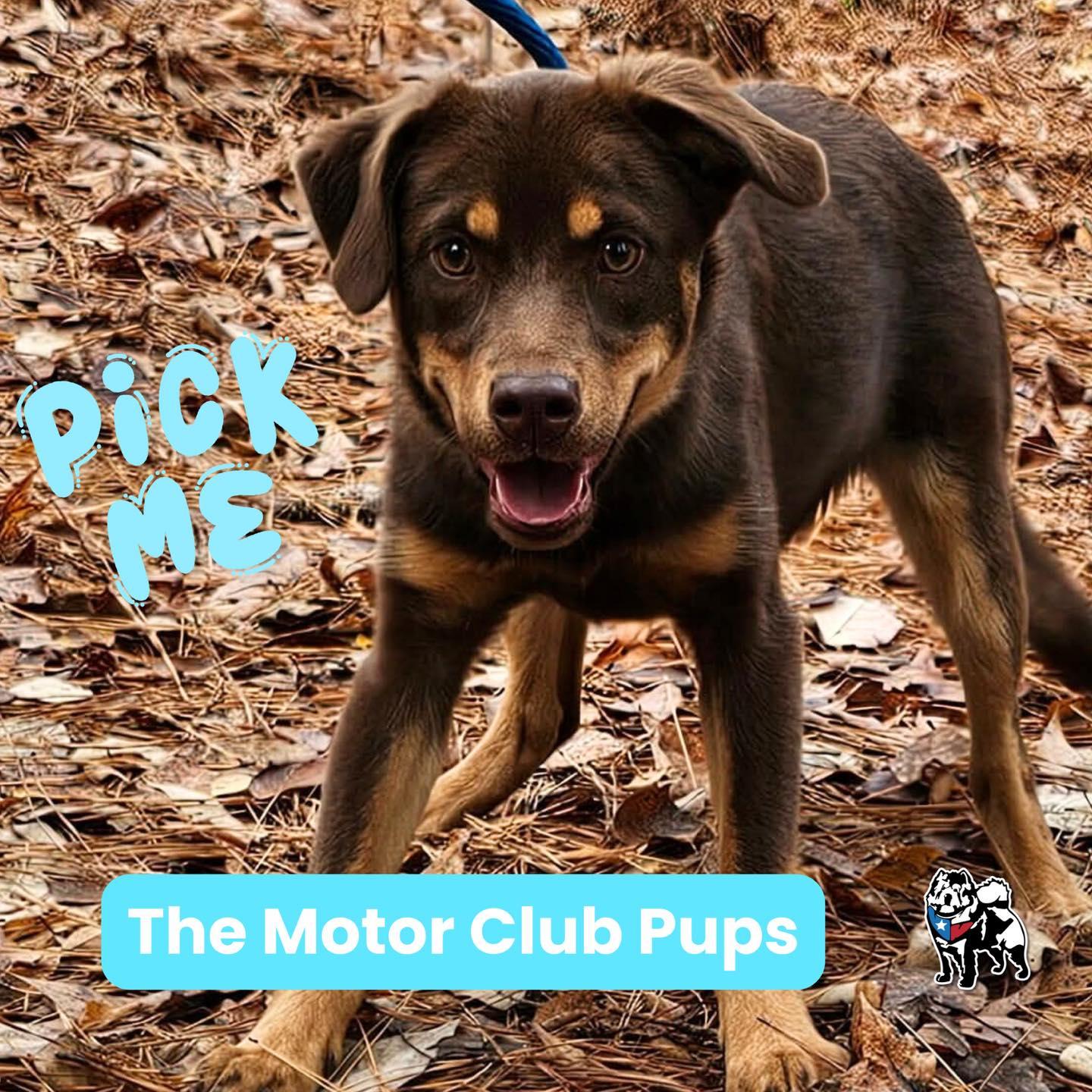 Enlarge Holley, a Adoptable mixed breed in Houston, TX image 1/5