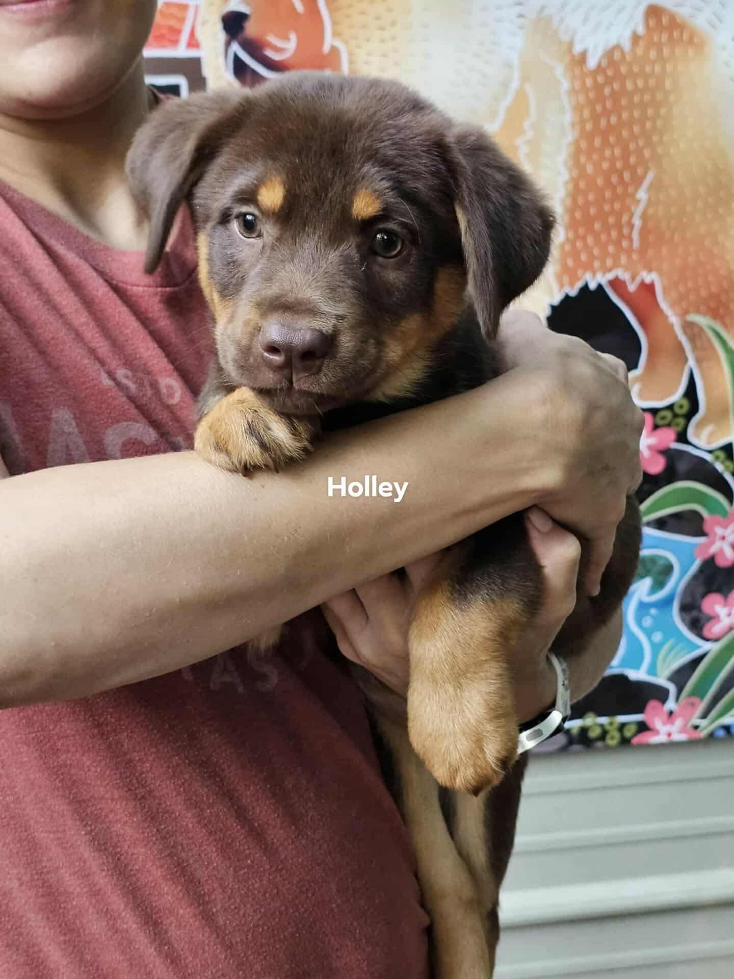 Enlarge Holley, a Adoptable mixed breed in Houston, TX image 5/5